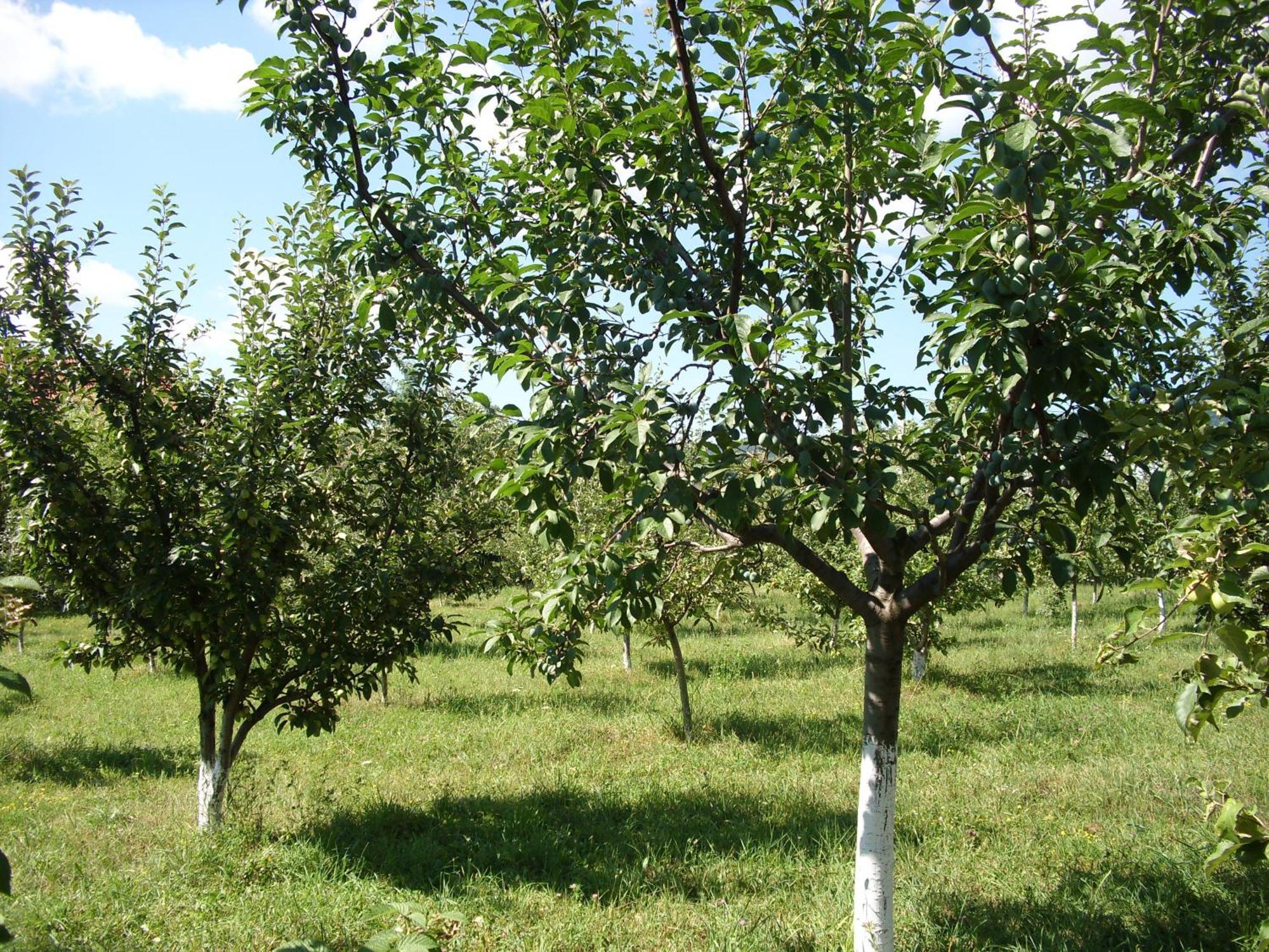 Padurea De Argint Vila Văratec Exterior foto